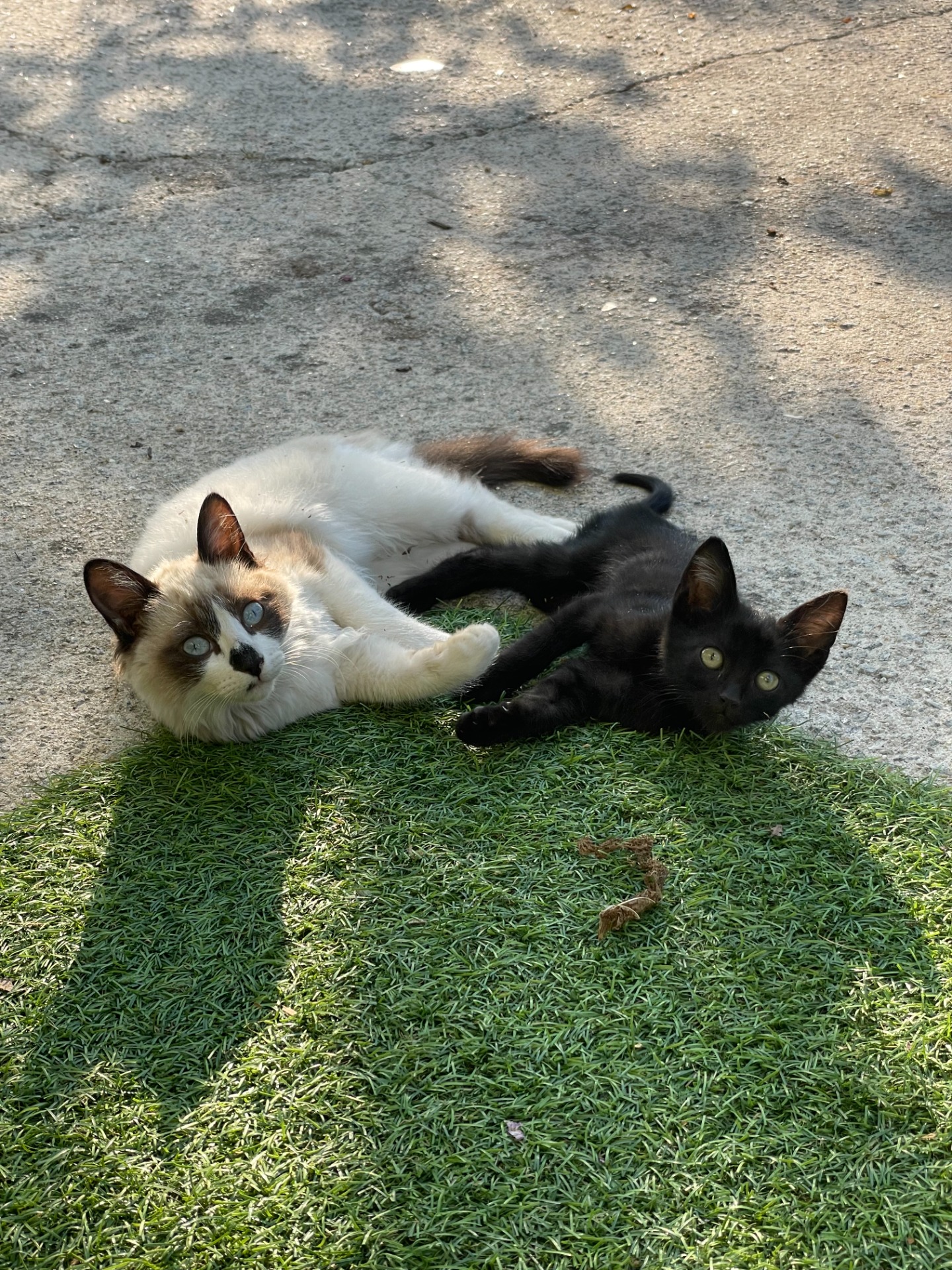 Foto 1: os meus gatos 