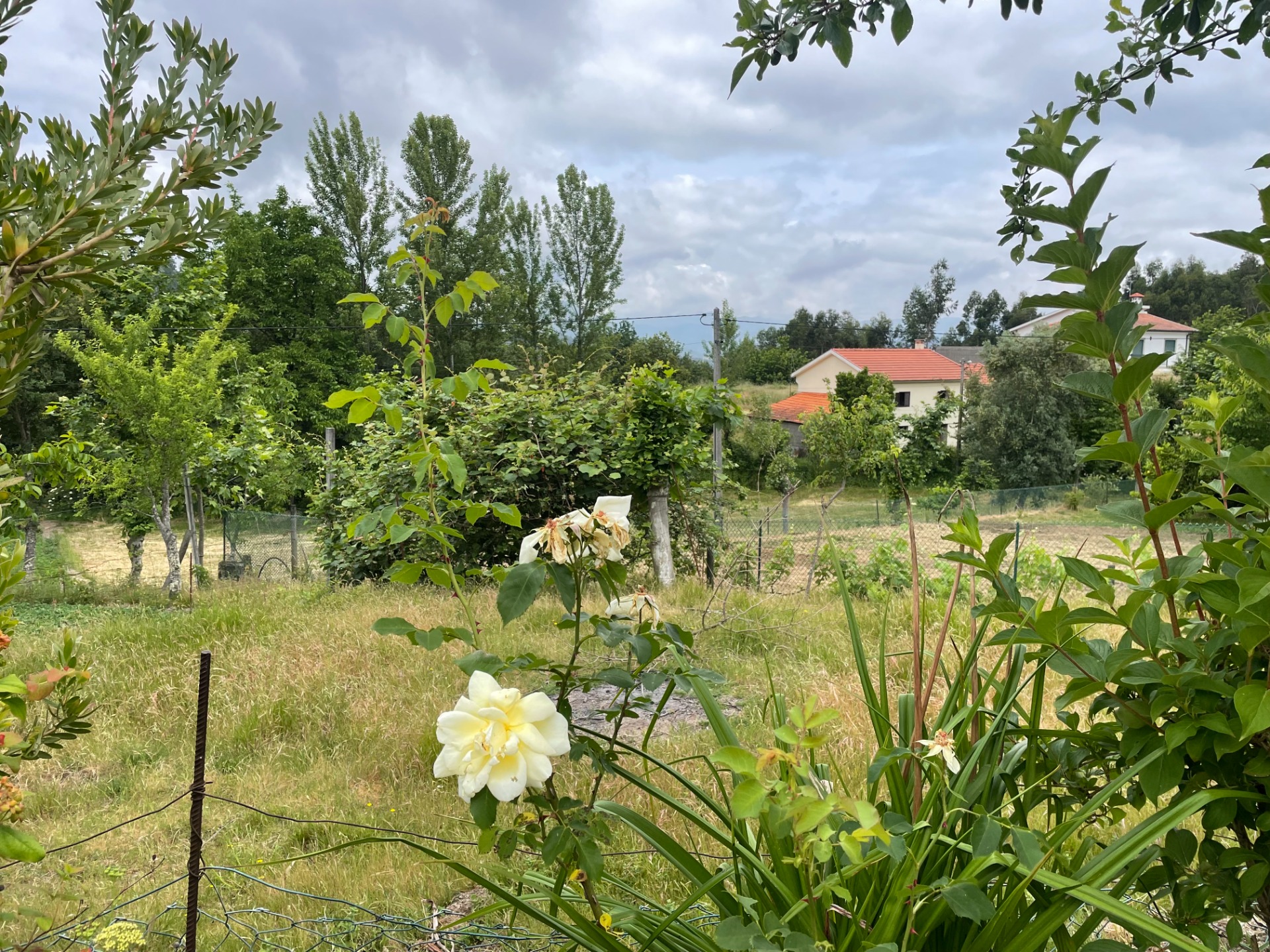 Foto nº1_vista para a casa da minha avó